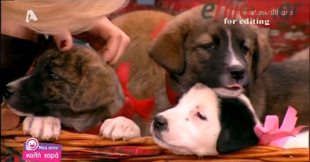 ΒΙΝΤΕΟ-Χαριτωμένο απρόοπτο στο πλατό του Alpha