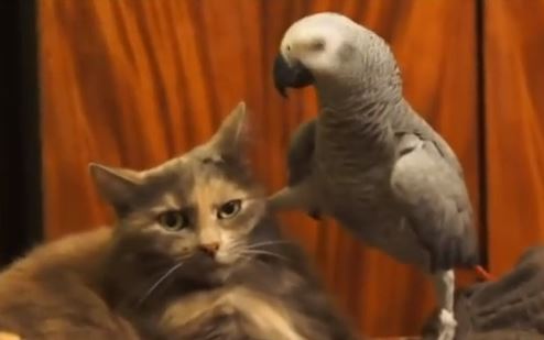 ΒΙΝΤΕΟ-Αξιολάτρευτοι και ενοχλητικοί