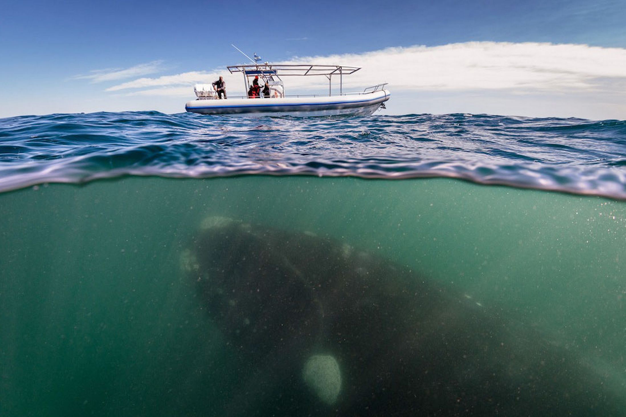 ΦΩΤΟ-Φάλαινα κάνει «νάζια» σε τουρίστες