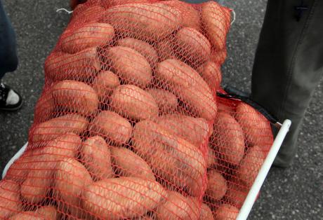 Είχαν ρημάξει τις πατάτες