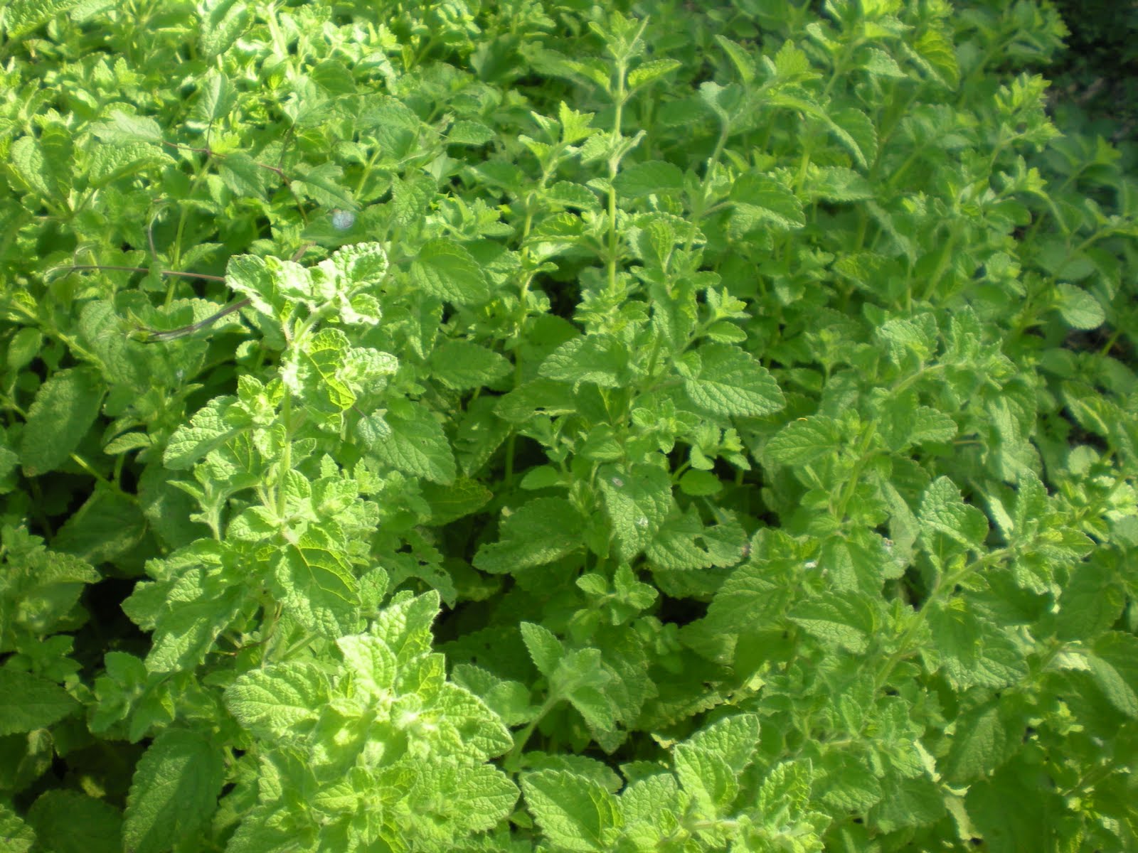 Αγριολούλουδα με φαρμακευτικές ιδιότητες