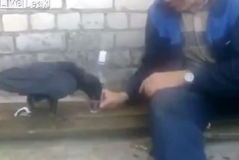 ΒΙΝΤΕΟ-Αυτό το κοράκι πίνει βότκα