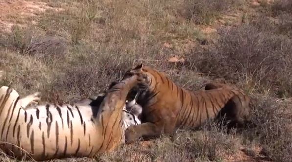 ΒΙΝΤΕΟ-Τίγρεις παλεύουν μέχρι τελικής πτώσης