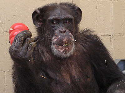 Έχουν κι οι χιμπατζήδες δικαιώματα