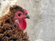 ΦΩΤΟ-Κόκορας με περμανάντ