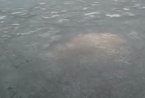 ΒΙΝΤΕΟ-Το “τέρας του Λοχ Νες” από τη Ρωσία