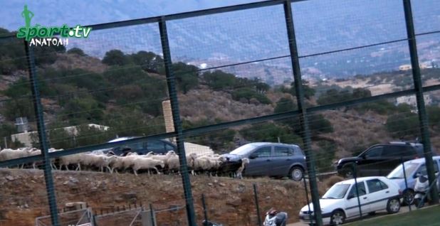 ΒΙΝΤΕΟ-Οπαδοί… πρόβατα