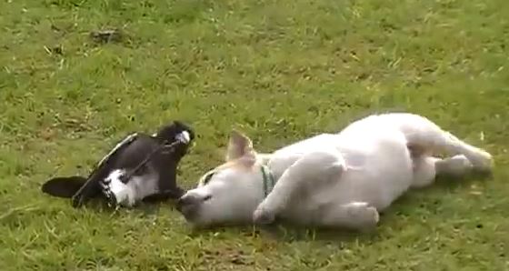 ΒΙΝΤΕΟ-Το κουτάβι και η καρακάξα