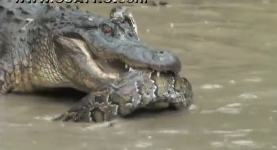 ΒΙΝΤΕΟ-Κροκόδειλος vs πύθωνα