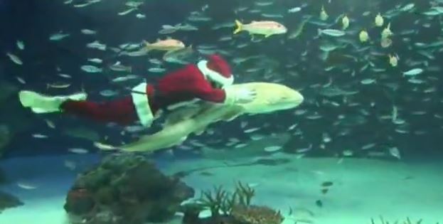 ΒΙΝΤΕΟ-Ο Άγιος Βασίλης “αγαπάει” τους καρχαρίες