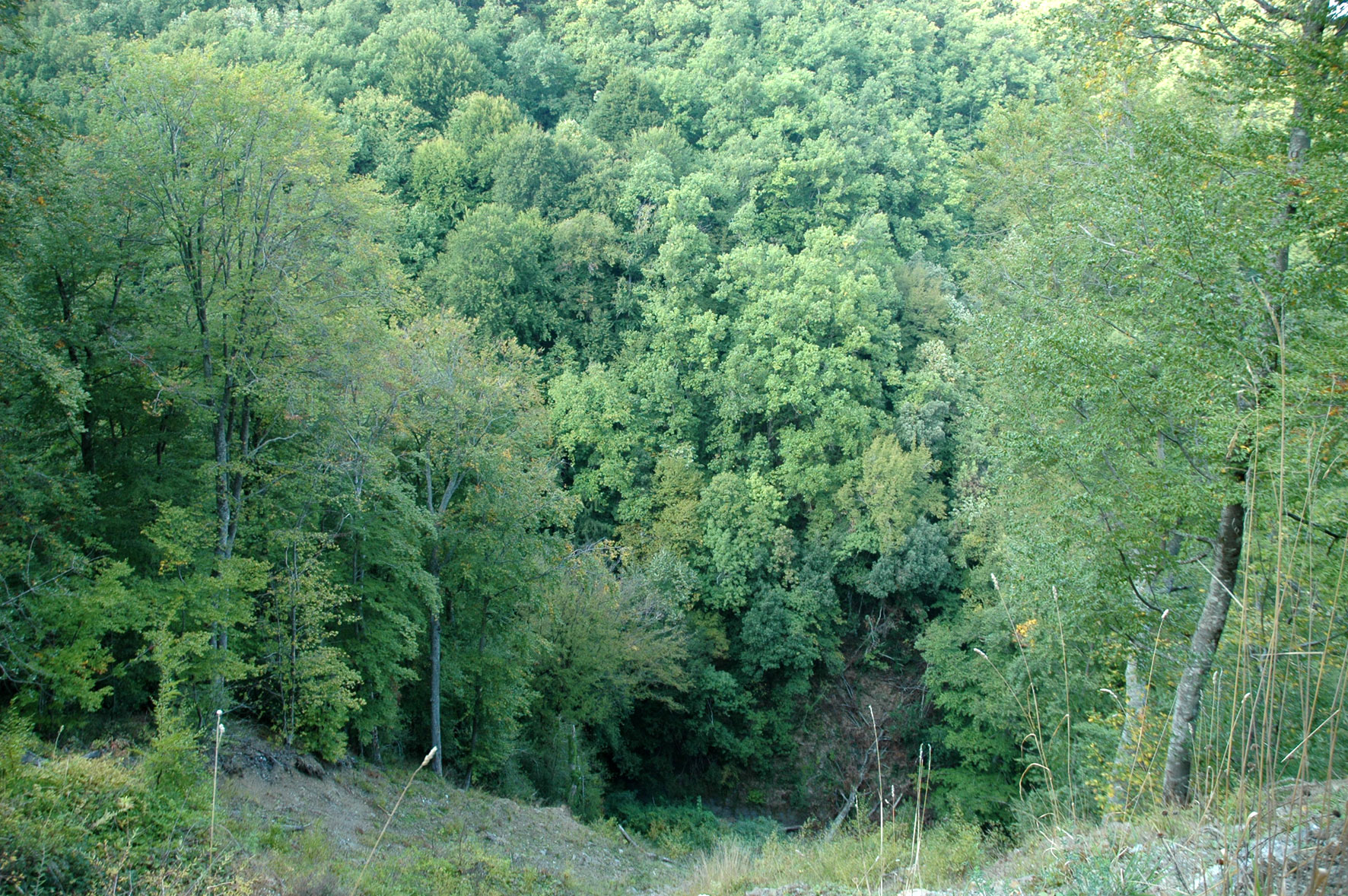 Μπίζνες με κρατικές δασικές εκτάσεις