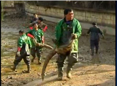 ΒΙΝΤΕΟ-Μετέφεραν 8.000 αλιγάτορες