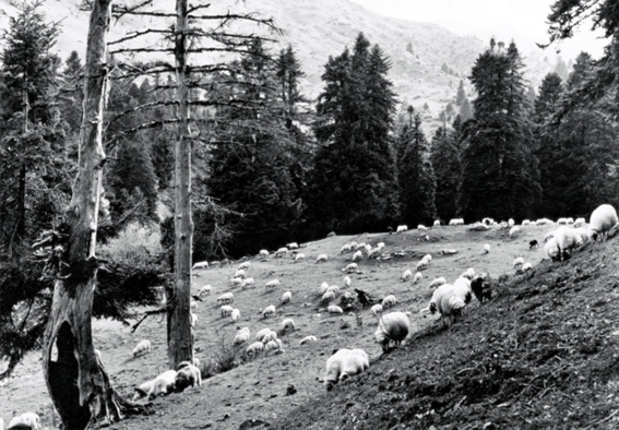 Με μια γκλίτσα… στην Αυστραλία