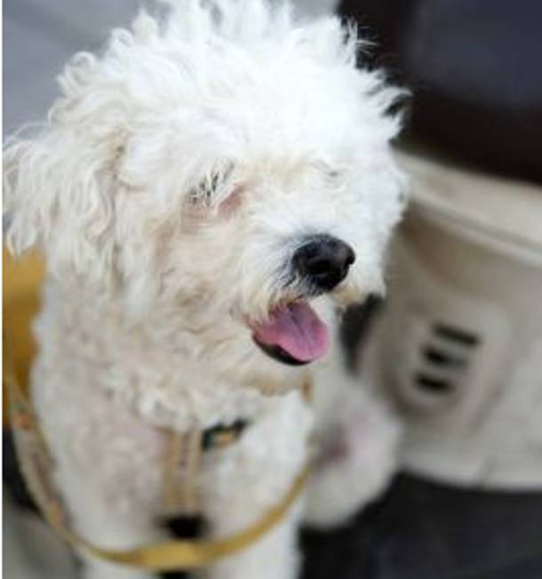 Ήθελε να βάλει στις αποσκευές… το σκυλάκι