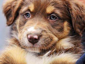 Η φωτογράφος που σώζει σκυλιά