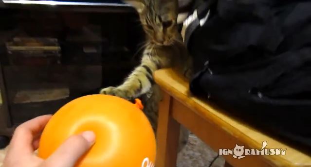 ΒΙΝΤΕΟ-Μία γάτα, ένα μπαλόνι και φυσική