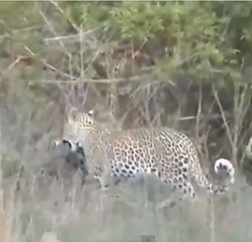 ΒΙΝΤΕΟ-Λεοπάρδαλη πιάνει το θήραμα της στον αέρα