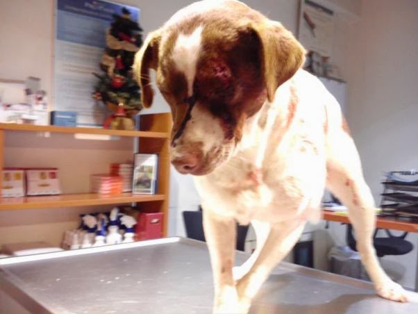 Κτηνωδία στη Λέσβο