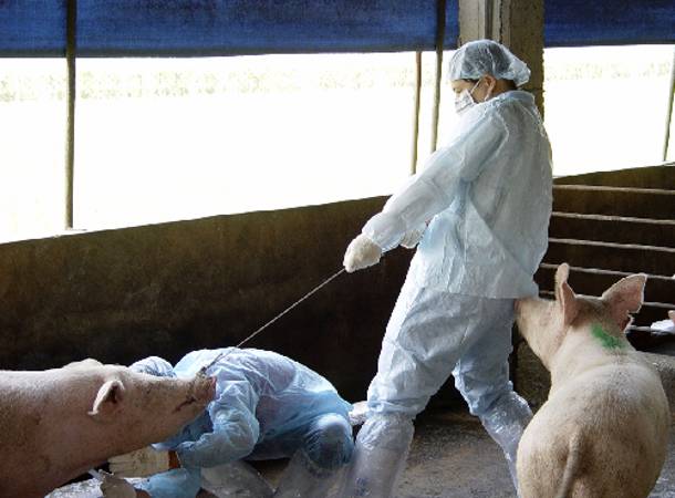 ΗΠΑ: Εξαπλώνεται ο ιός των χοίρων