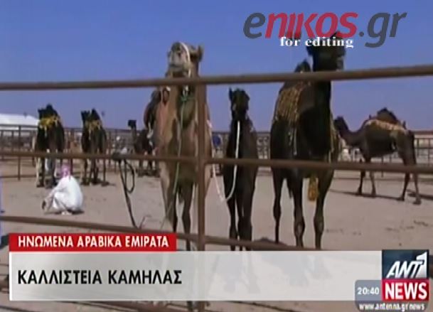 ΒΙΝΤΕΟ-Καλλιστεία… καμήλας