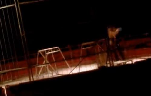 ΒΙΝΤΕΟ-Τίγρης επιτέθηκε σε θηριοδαμαστή