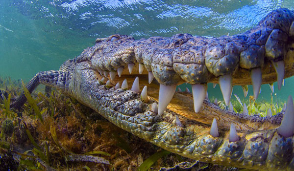 ΦΩΤΟ-Μια ανάσα από τον κροκόδειλο