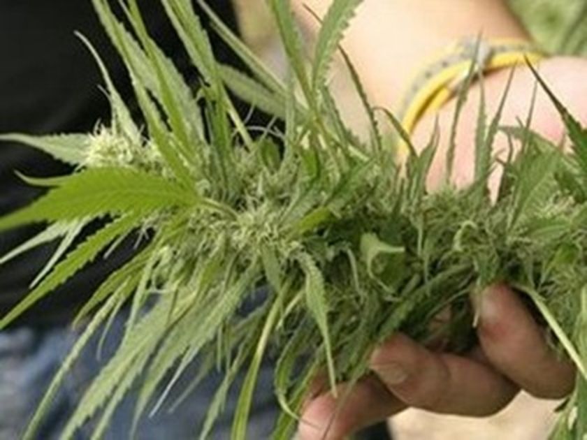 Νόμιμη η καλλιέργεια μαριχουάνας