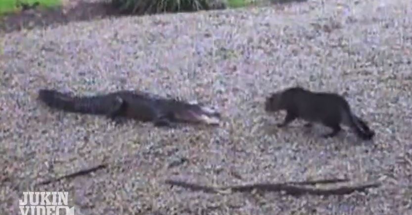 BINTEO-Γάτα τα “βάζει” με αλιγάτορα