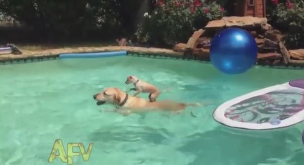 ΒΙΝΤΕΟ-Το κουτάβι που «σερφάρει»