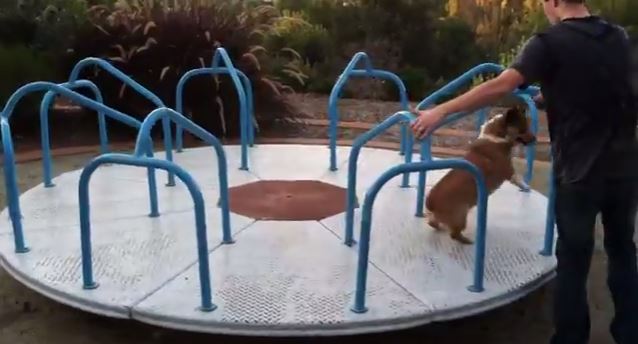 BINTEO-Σκύλος παίζει σε καρουζέλ