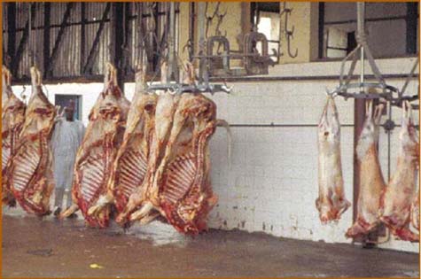 Άναψε πράσινο για σφαγεία σε νησιά