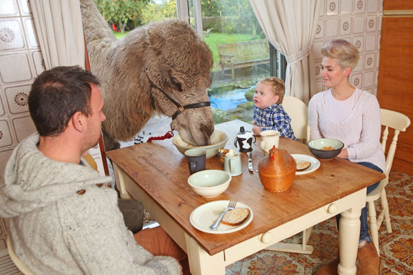 ΦΩΤΟ-Πρωινό με μία… καμήλα
