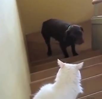 ΒΙΝΤΕΟ-Τα σκυλιά φοβούνται τις γάτες