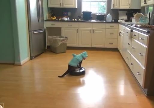 ΒΙΝΤΕΟ-Γάτα… καθαρίστρια με κοστούμι καρχαρία