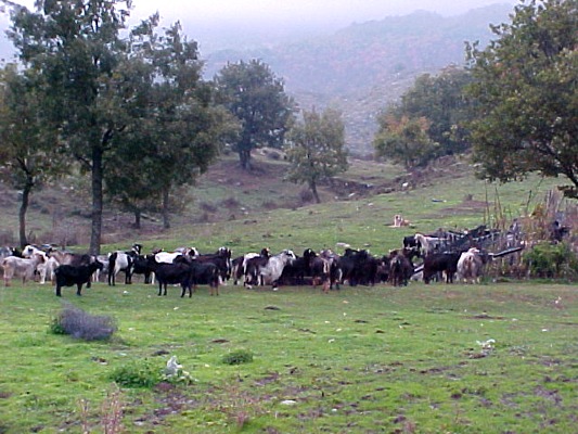 ΕΕ: Ζητούν ενισχύσεις για την κτηνοτροφία