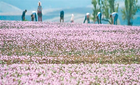 Επένδυαν στη φύση και νίκησαν την ανεργία