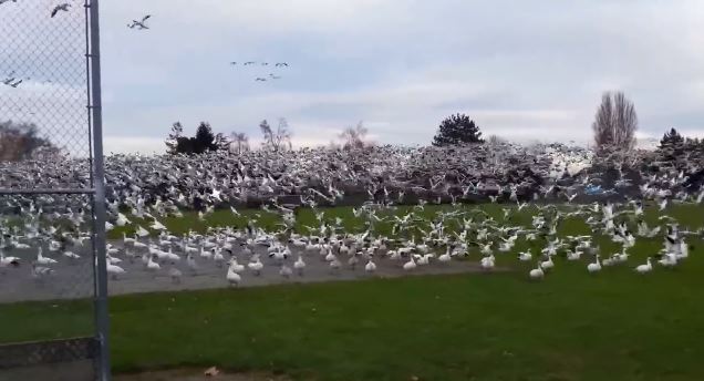 ΒΙΝΤΕΟ-Τσουνάμι από… χήνες