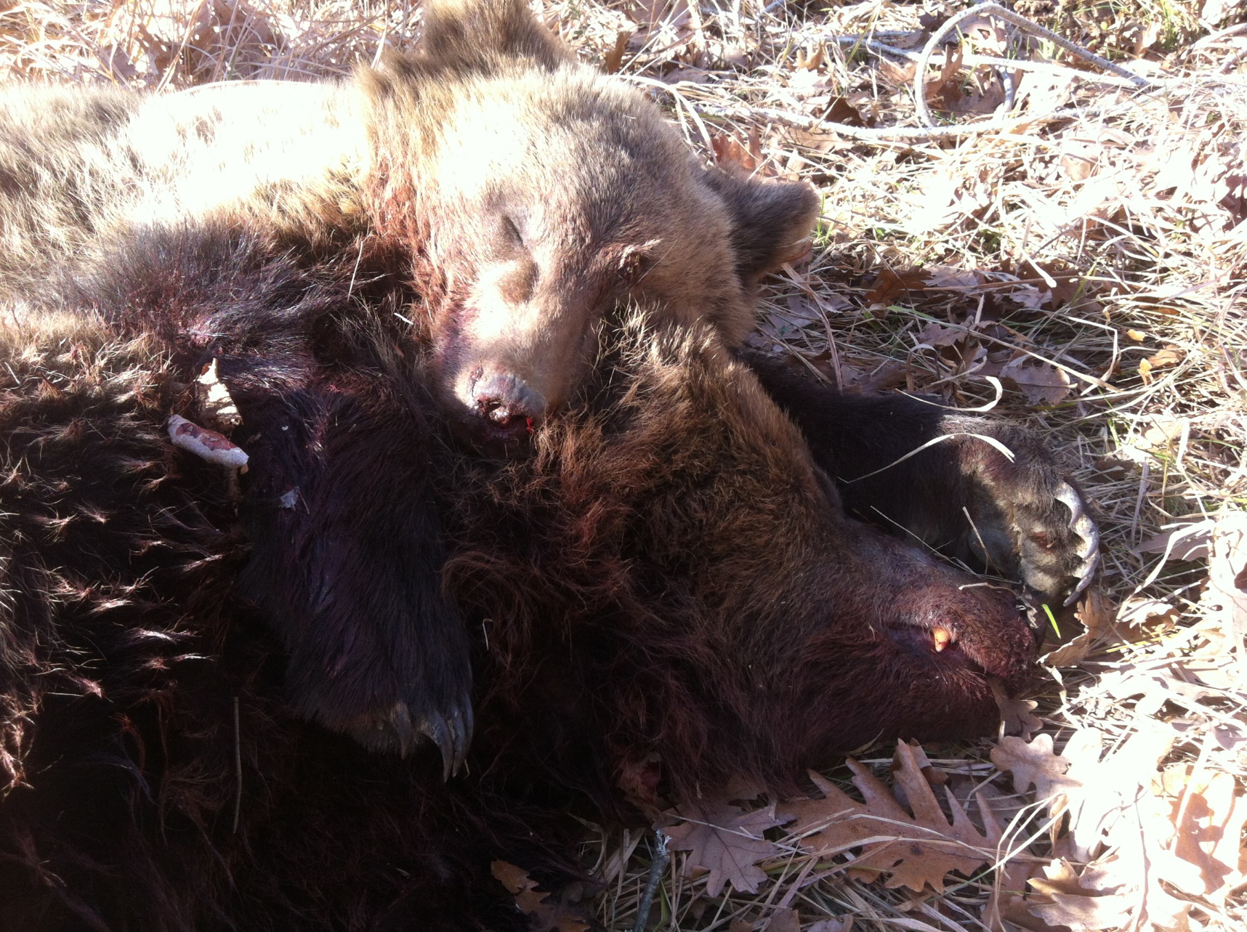 Κτηνώδης δολοφονία αρκούδας και του μωρού της