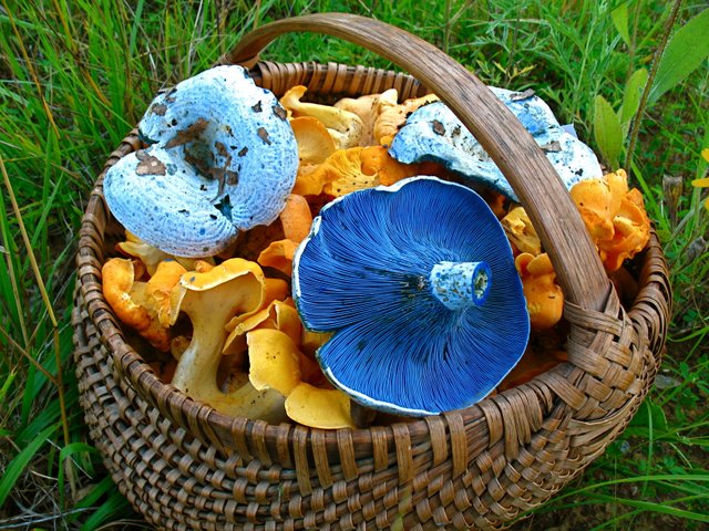 Τα μανιτάρια αλλάζουν τον καιρό