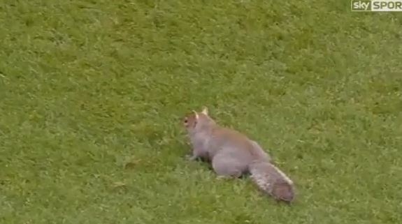 ΒΙΝΤΕΟ-Ο σκίουρος που του αρέσει η μπάλα