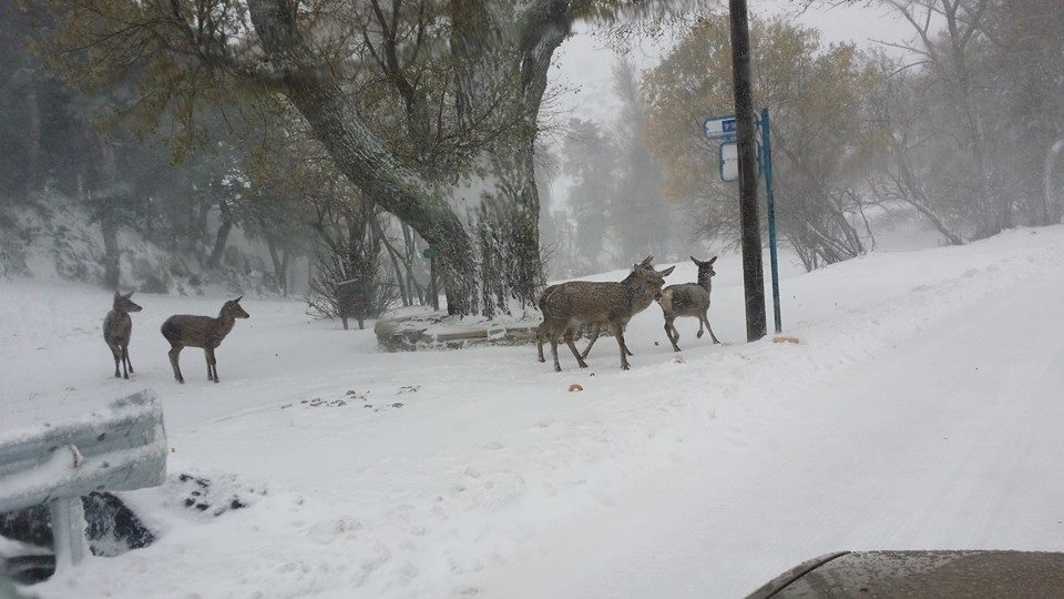 ΦΩΤΟ-Tώρα στην Πάρνηθα
