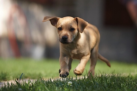 Πέταξε κουτάβι από το μπαλκόνι