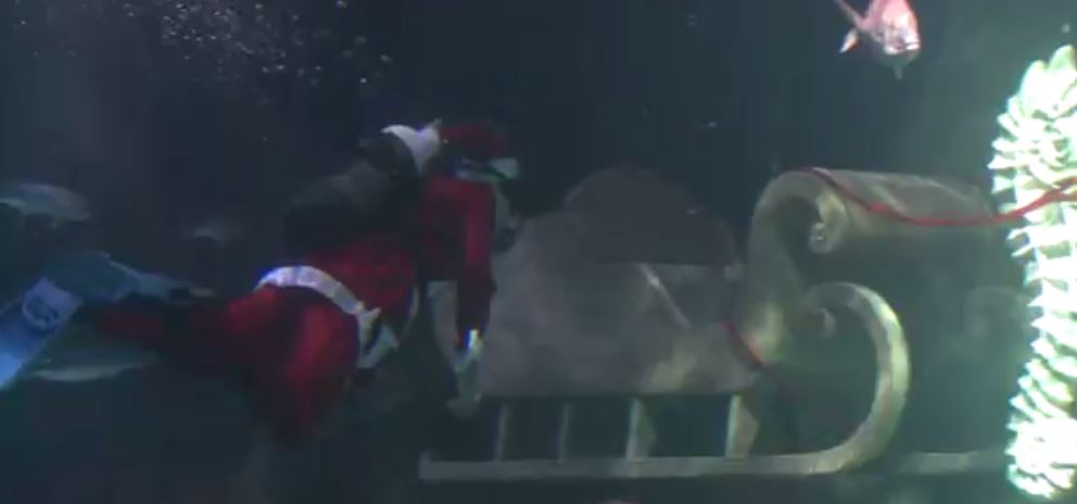 ΒΙΝΤΕΟ-Άγιος Βασίλης με βατραχοπέδιλα