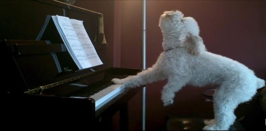 BINTEO-Τετράποδος… Μότσαρτ