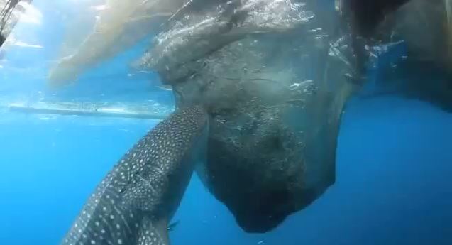 BINTEΟ-Η «ψαριά» του φαλαινοκαρχαρία