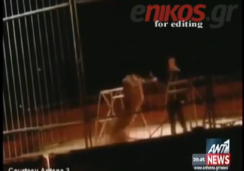 ΒΙΝΤΕΟ-Τίγρης επιτέθηκε στον εκπαιδευτή της