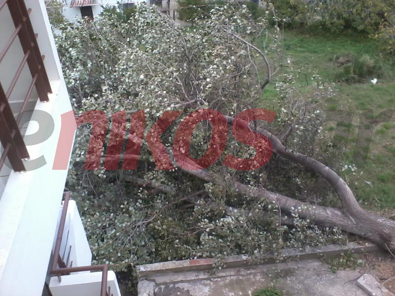 ΦΩΤΟ-Πτώση δέντρου στη Μεταμόρφωση