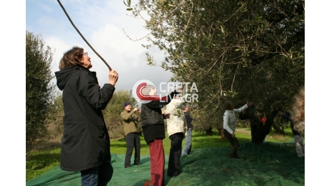 Γερμανοί που «ραβδίζουν» ελιές