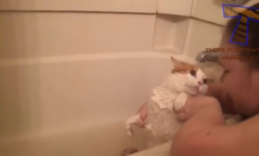 ΒΙΝΤΕΟ-Οι γάτες μισούν το μπάνιο
