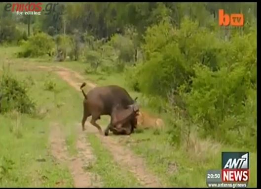 ΒΙΝΤΕΟ-Ο βασιλιά της ζούγκλας έφαγε τα μούτρα του